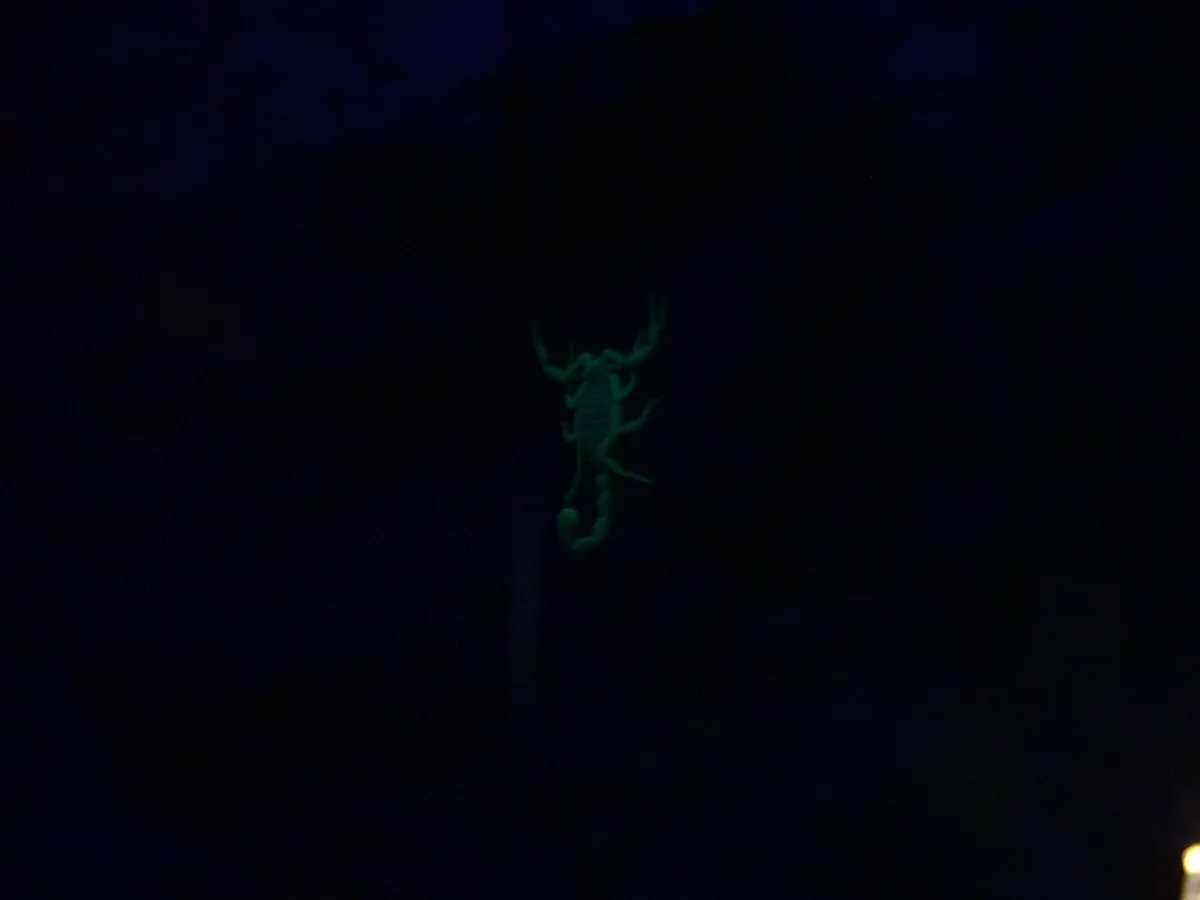 Escorpión Dorado de Cinco Quillas