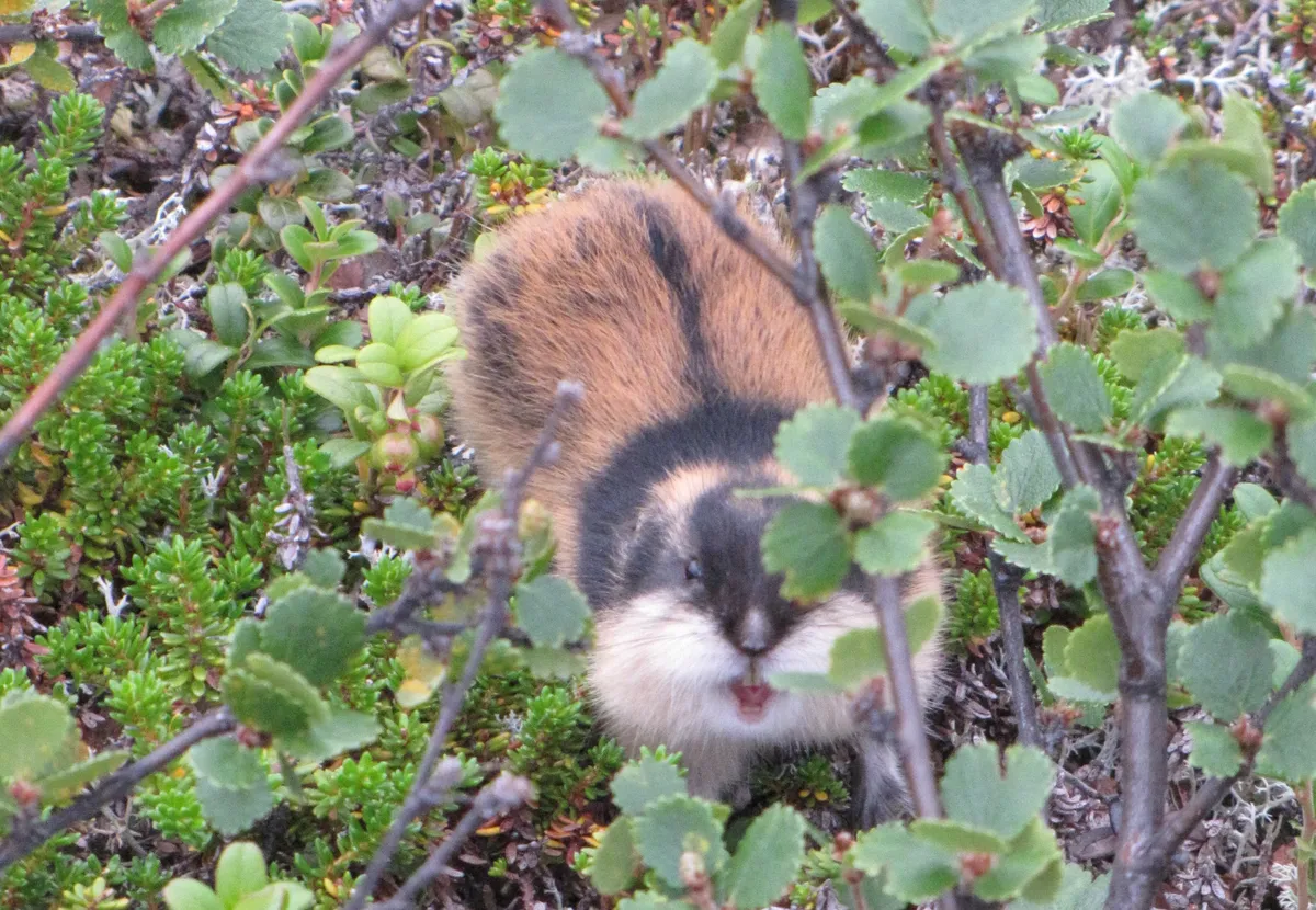 Norway Lemming