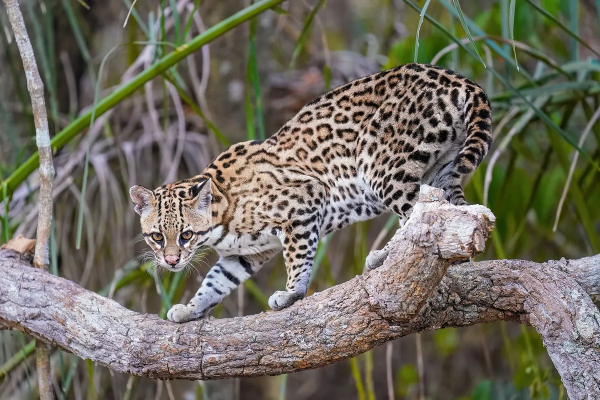 Ocelot