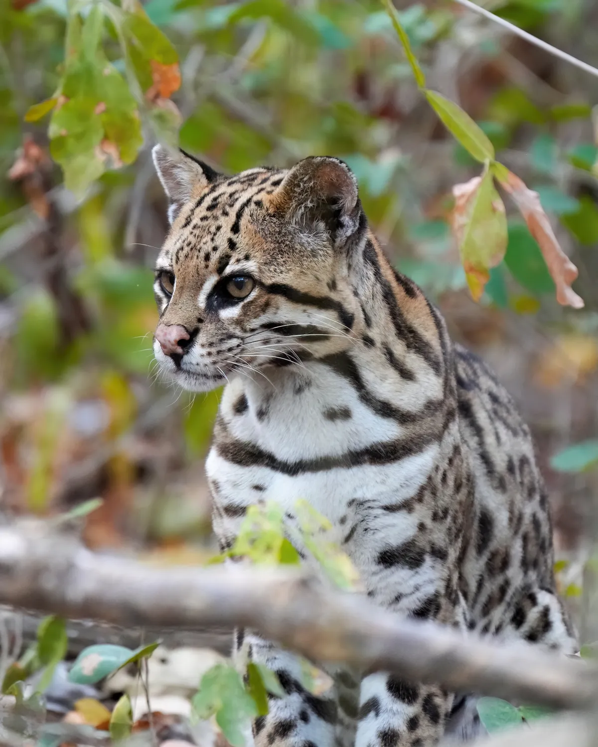Ocelot