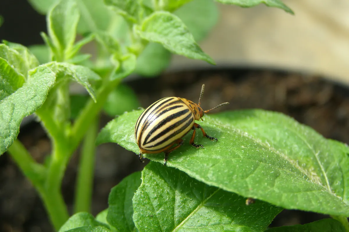 Escarabajo de la Patata de Colorado