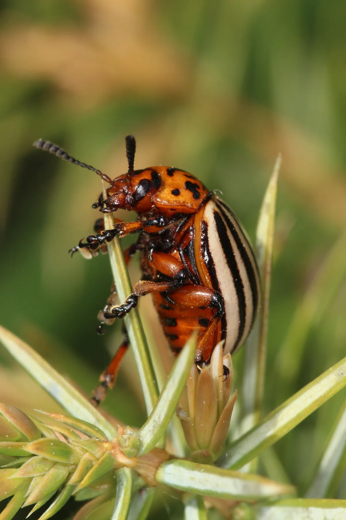 Escarabajo de la Patata de Colorado