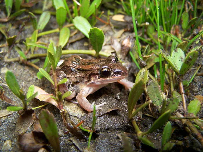 Leptodactylus fragilis
