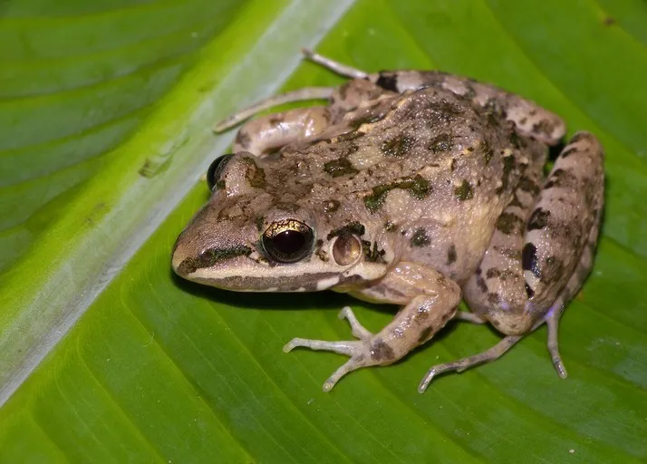 Mexican White-lipped Frog