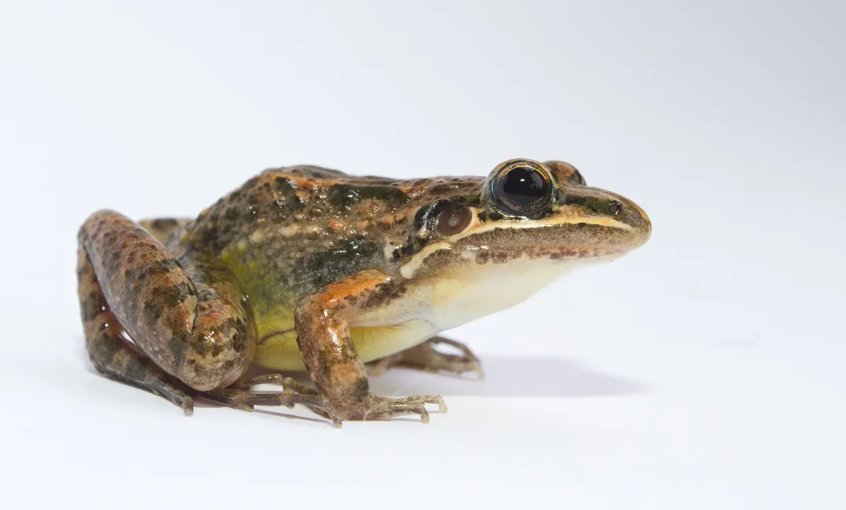 Mexican White-lipped Frog