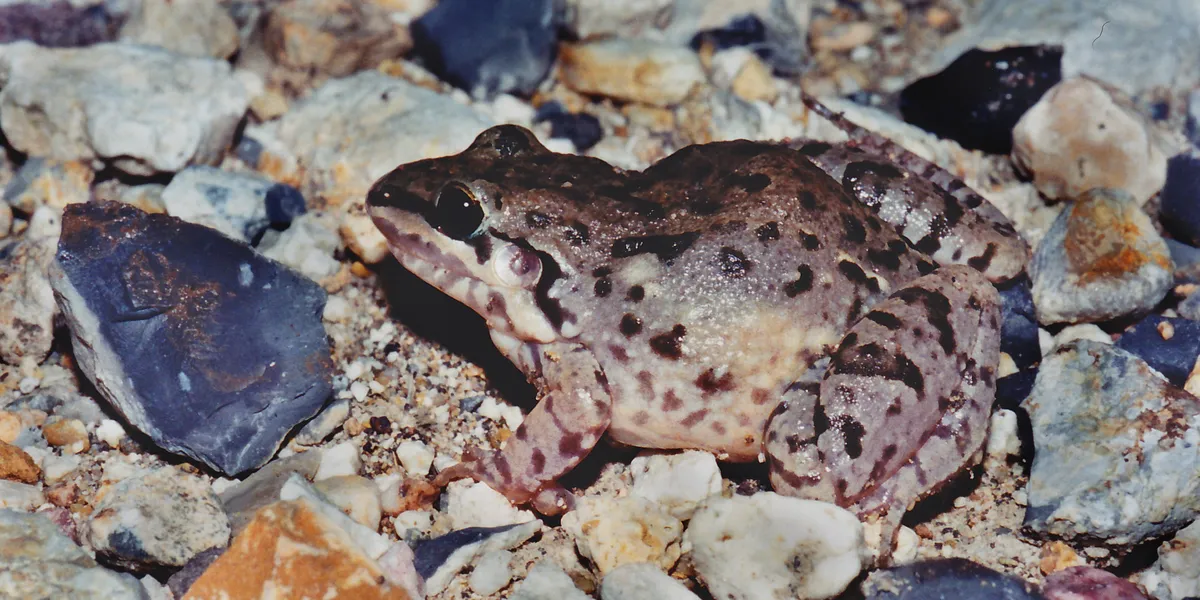 Mexican White-lipped Frog