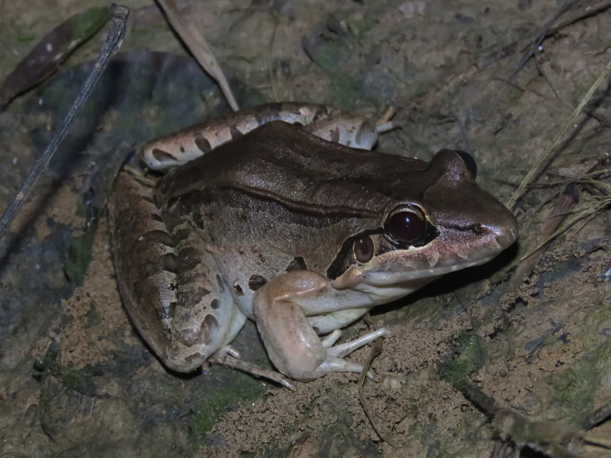 San Miguel Island Frog