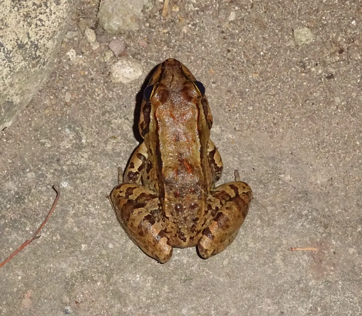 San Miguel Island Frog
