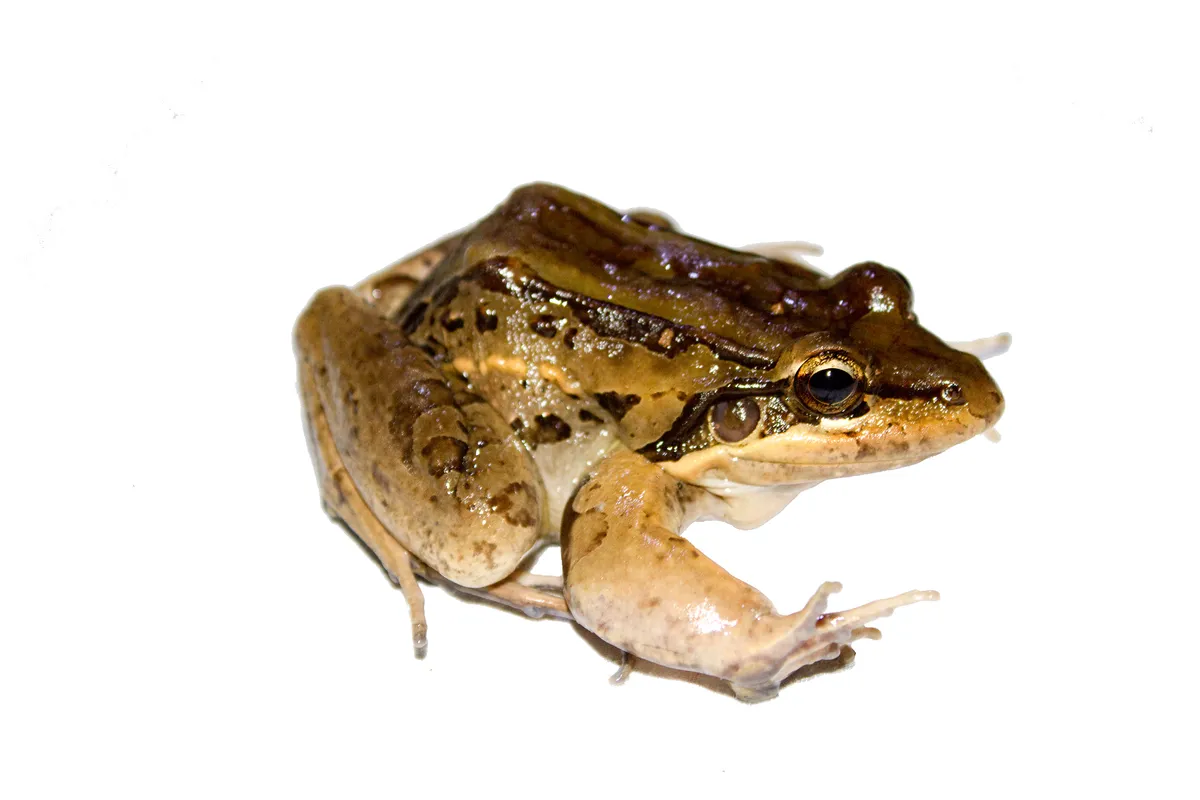San Miguel Island Frog
