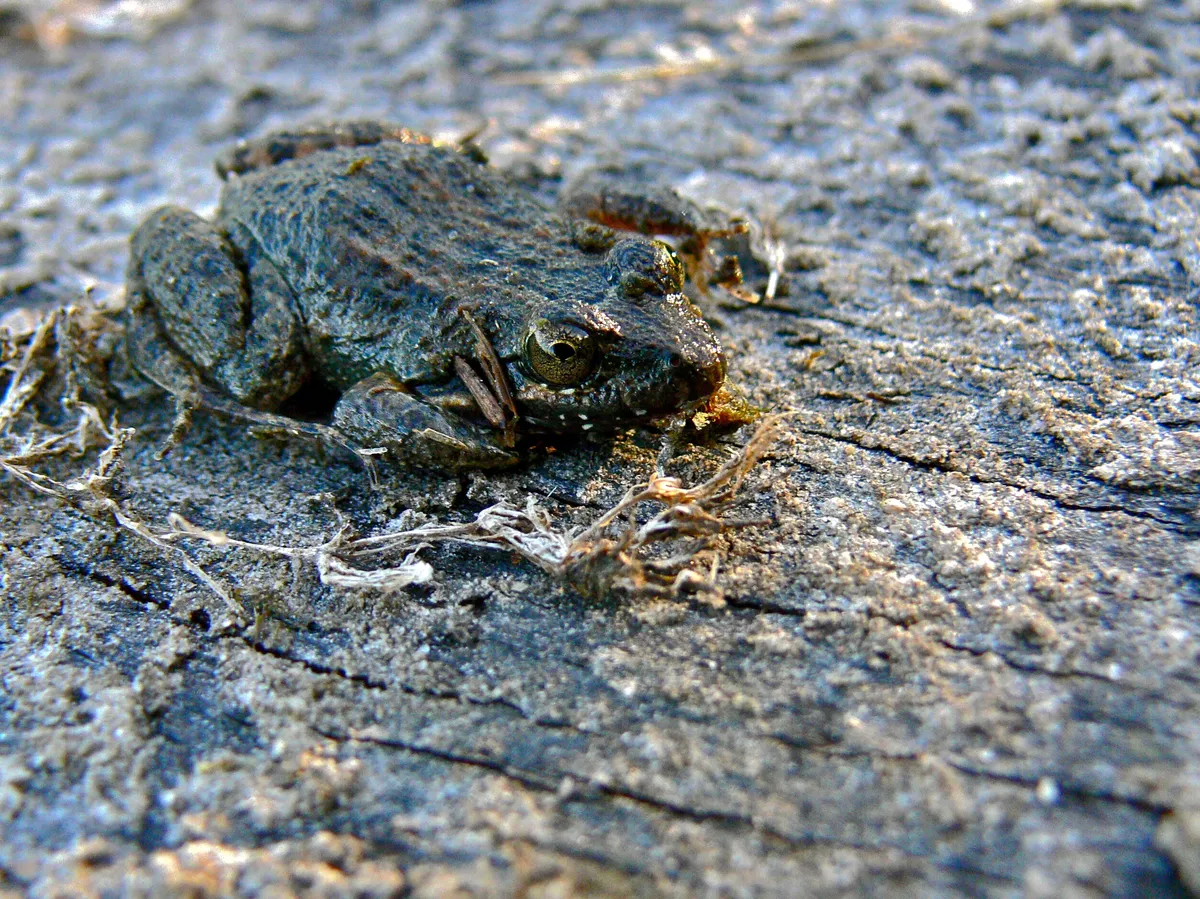 Leptodactylus melanonotus