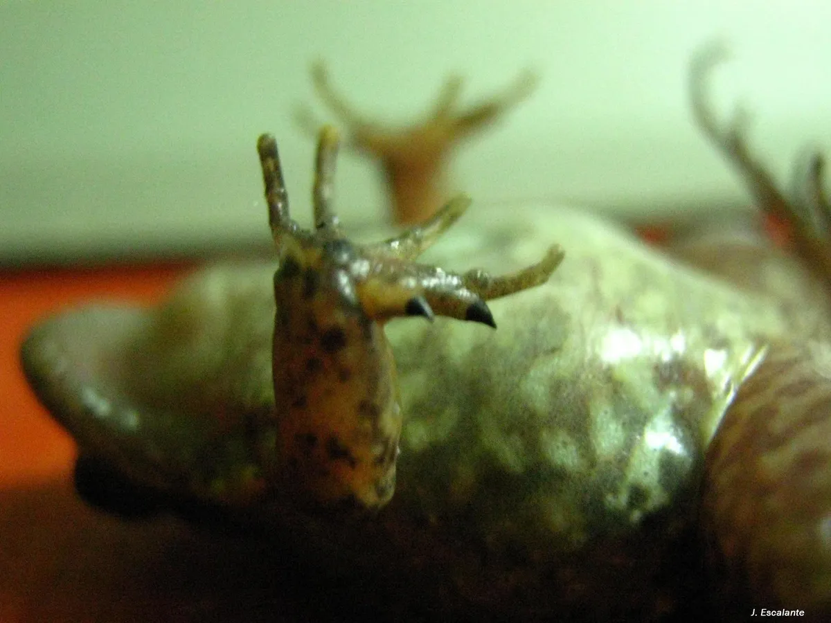 Fringe-toed Foamfrog