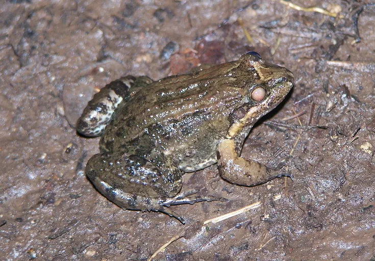 Fringe-toed Foamfrog