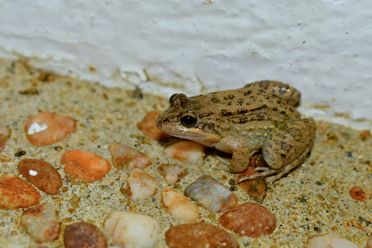 Fringe-toed Foamfrog