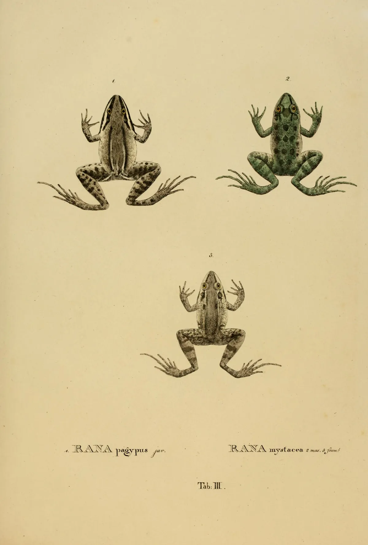 Leptodactylus mystaceus