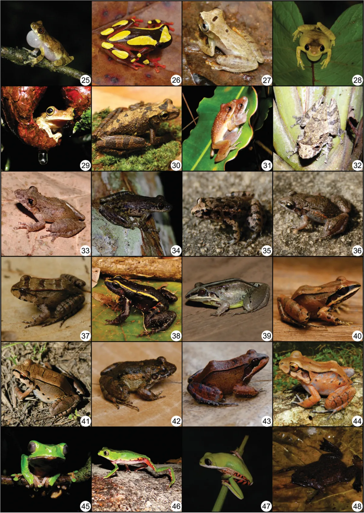 Rana Amazónica de Labios Blancos