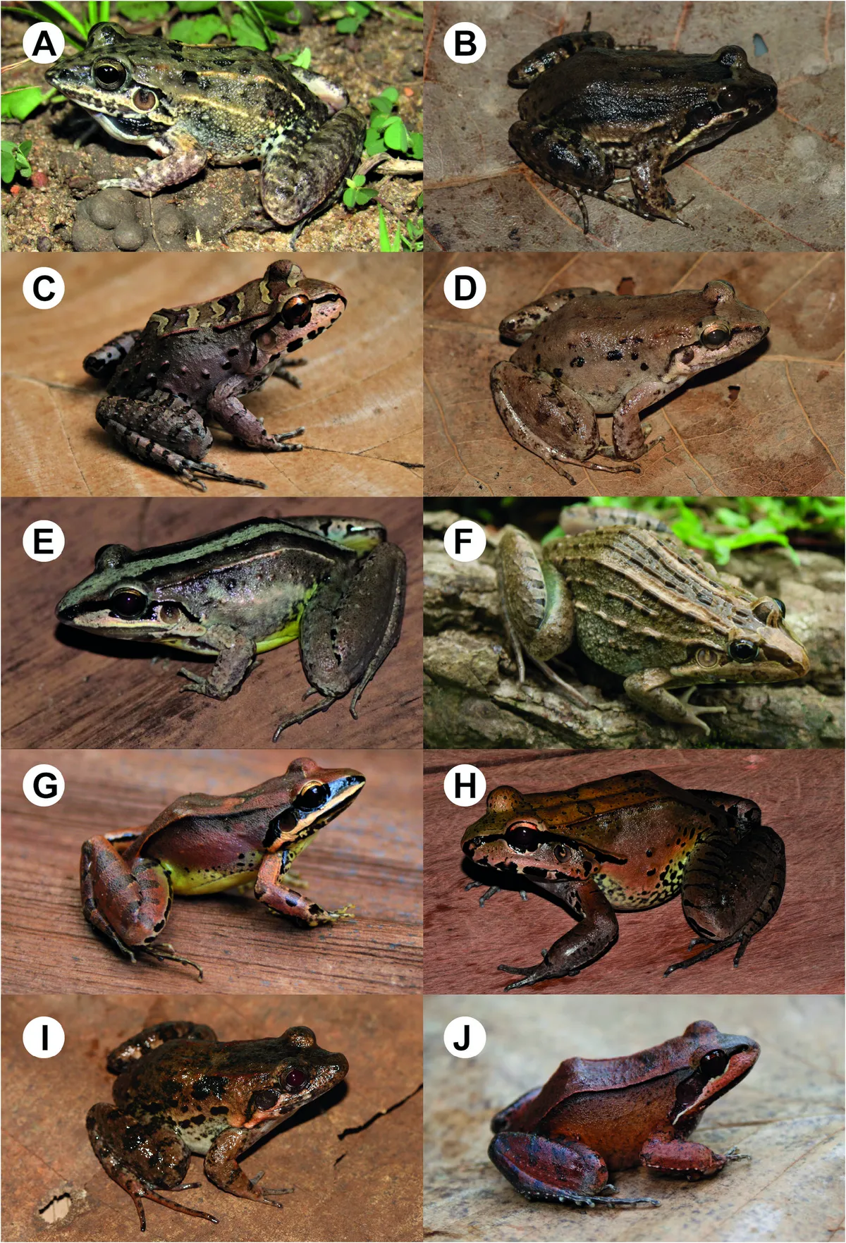 Rana Amazónica de Labios Blancos
