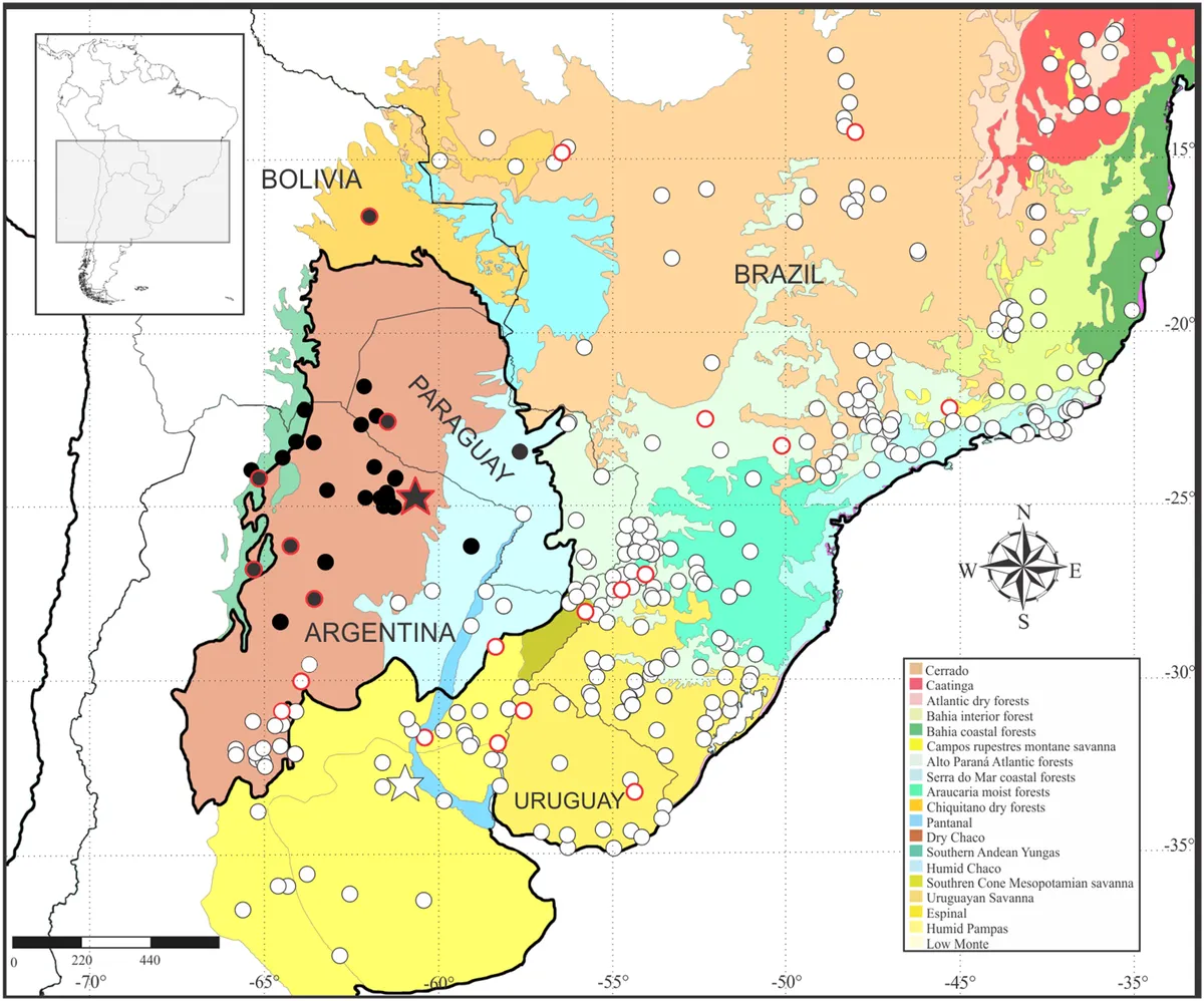 Leptodactylus mystacinus