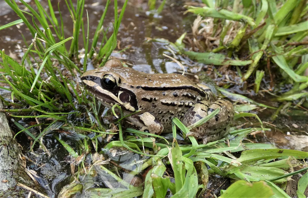 Moustached Frog