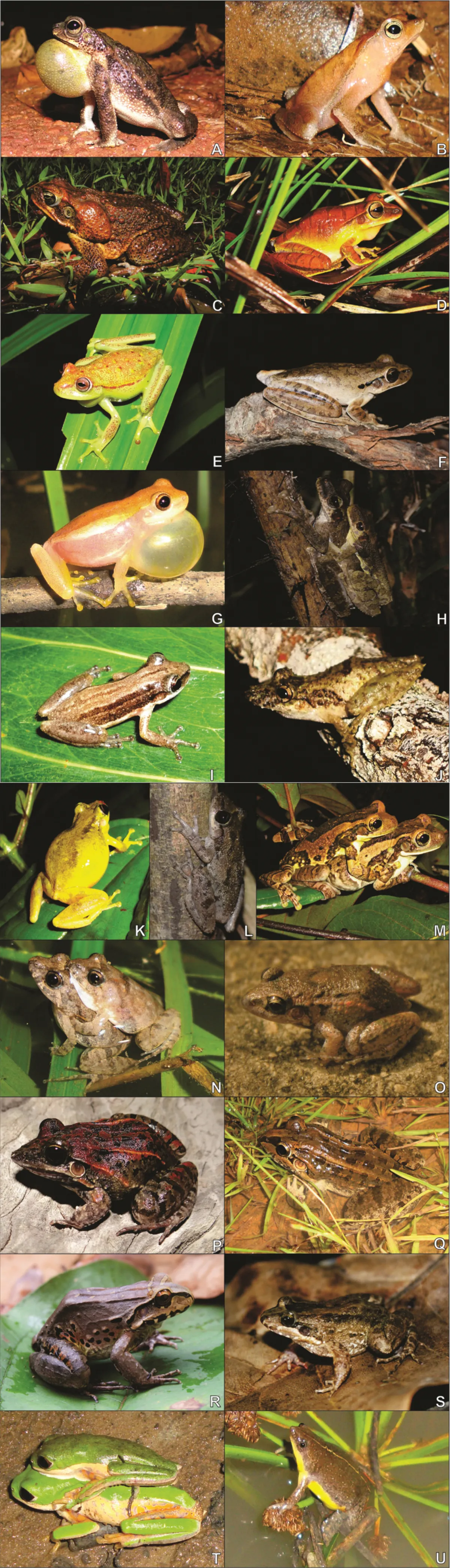 Leptodactylus podicipinus