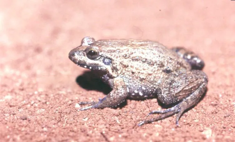 Pointedbelly Frog