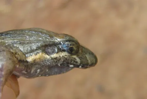Pointedbelly Frog
