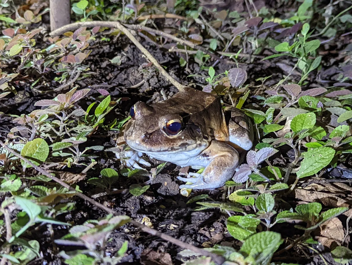 Rana de Dedos Delgados de Savage