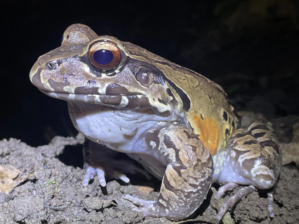 Rana de Dedos Delgados de Savage