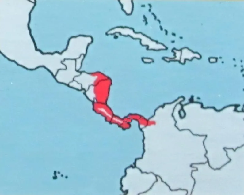 Rana de Dedos Delgados de Savage