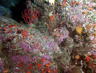 Spray de Mar Carmesí