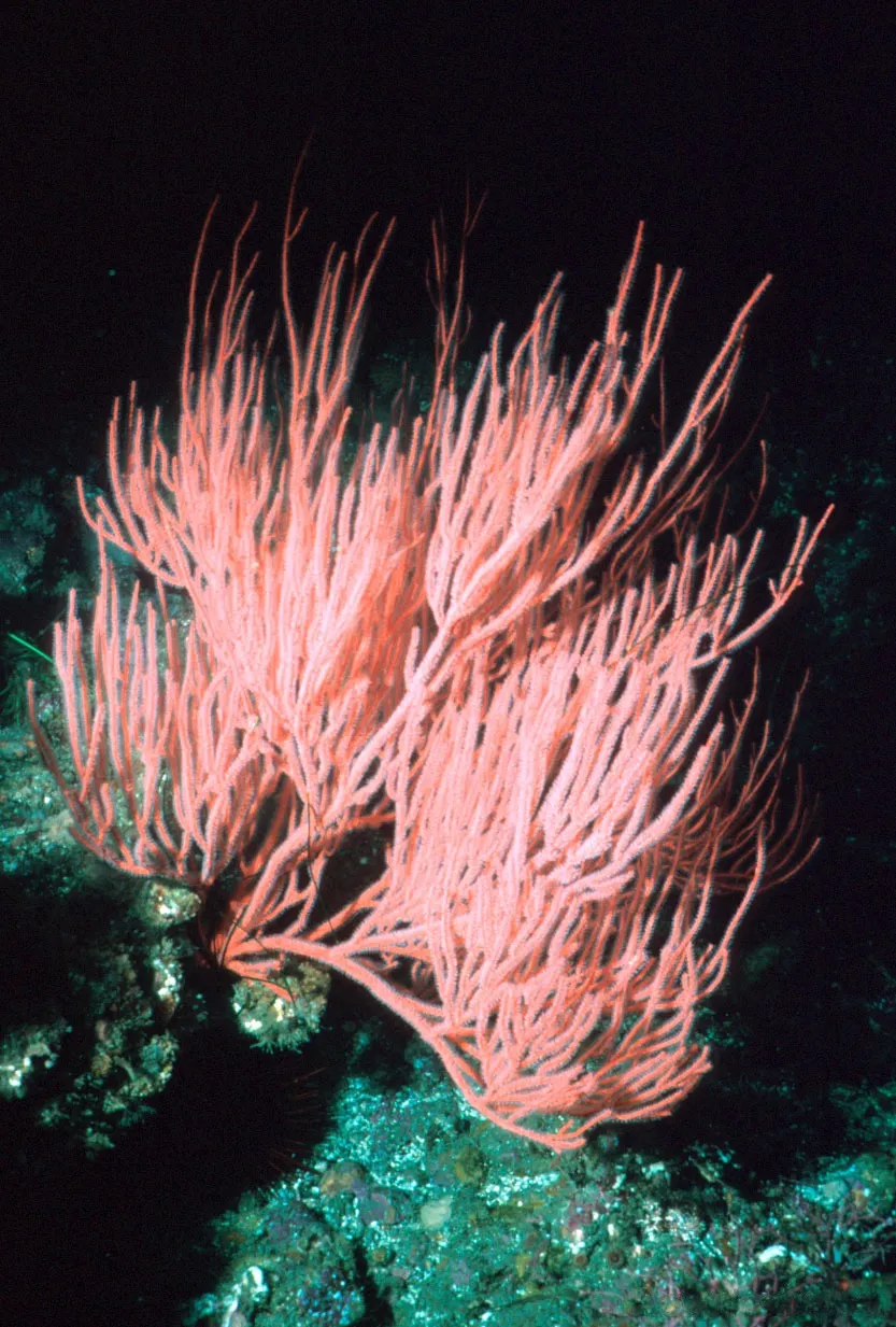 Spray de Mar Carmesí