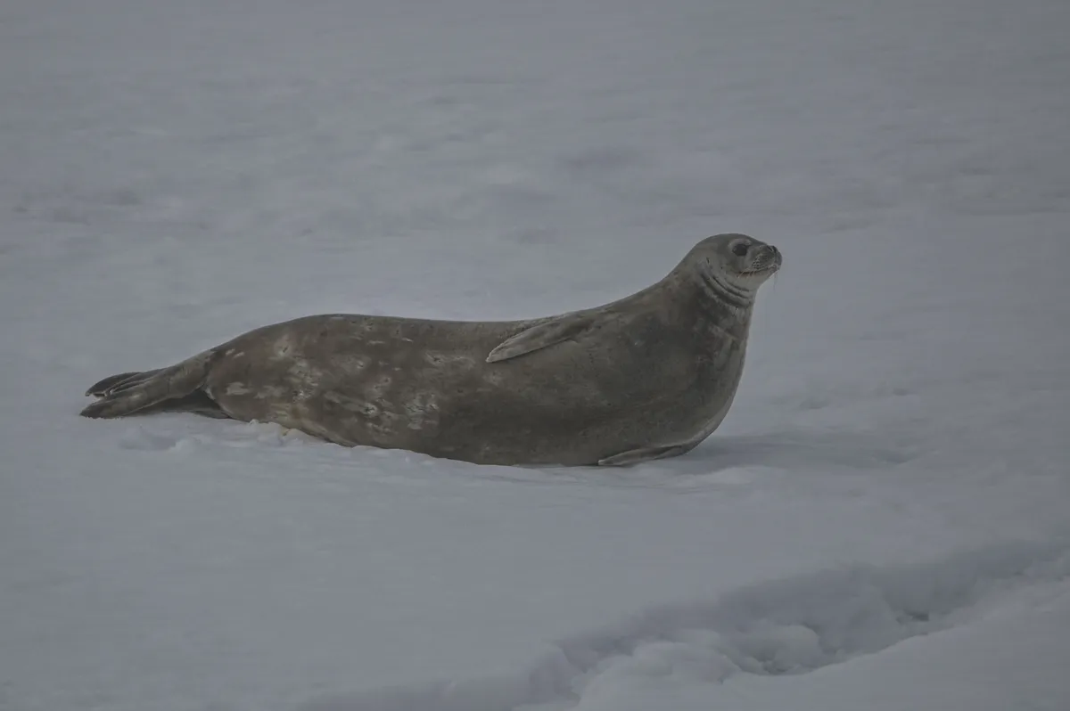 Weddell Seal