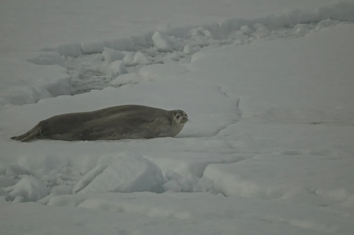 Weddell Seal
