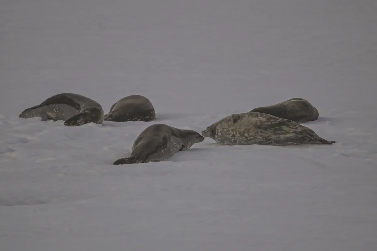 Weddell Seal