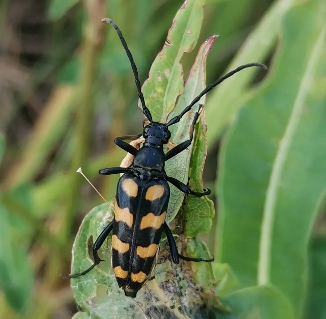 Leptura quadrifasciata