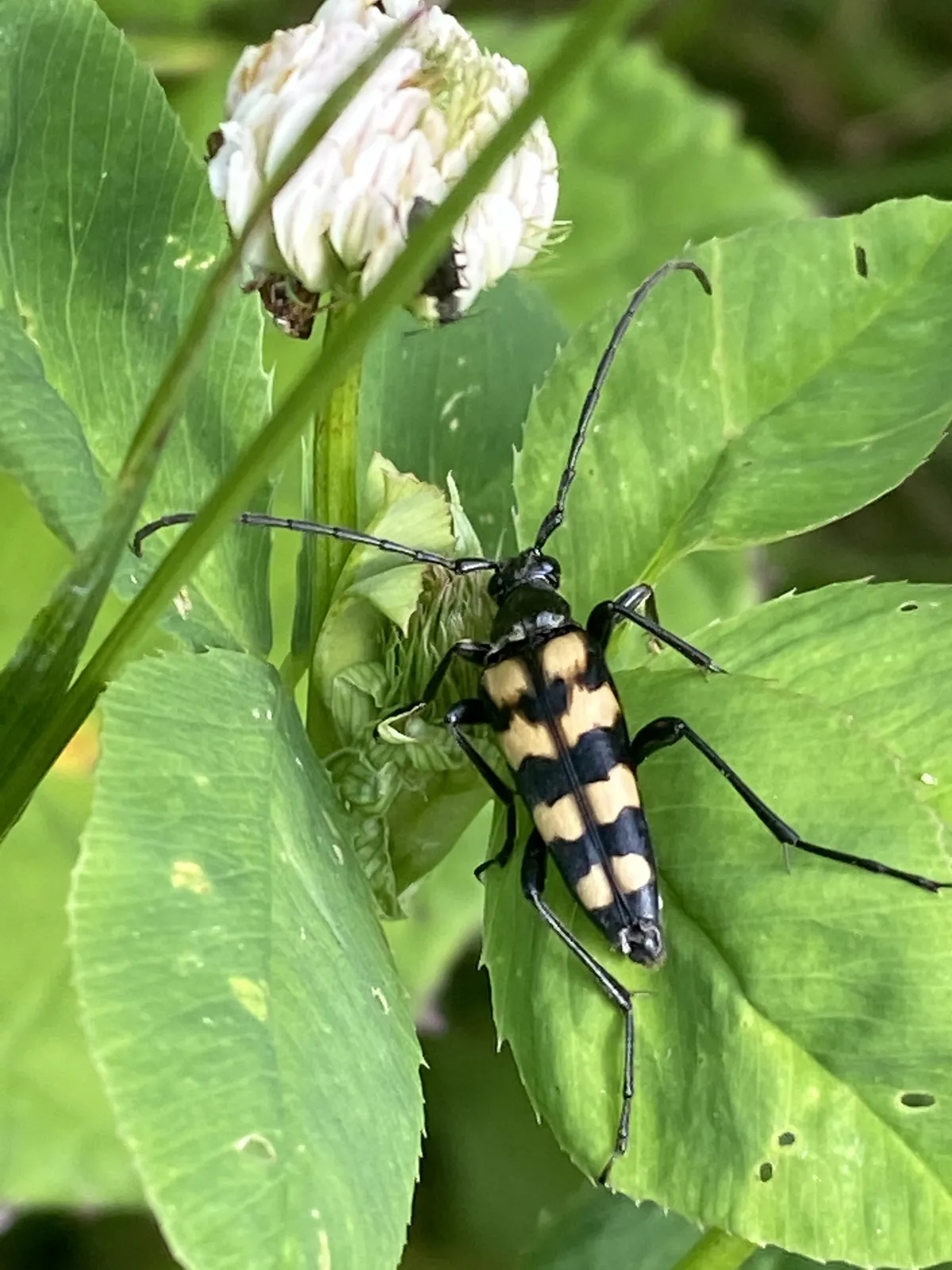 Four-banded Longhorn Beetle