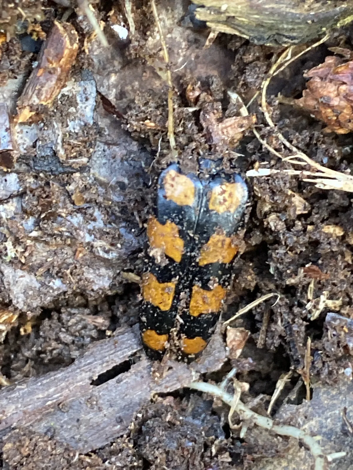 Four-banded Longhorn Beetle