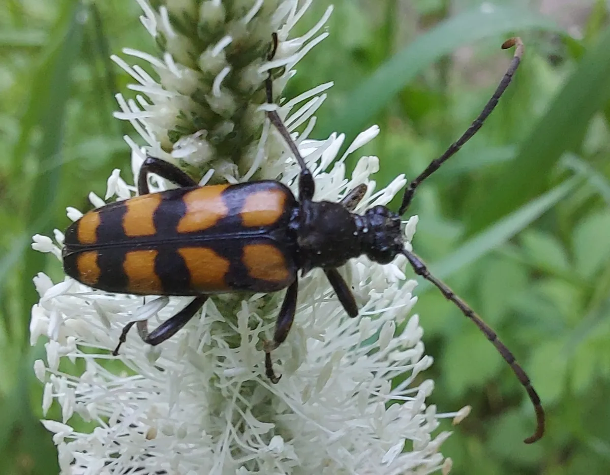 Four-banded Longhorn Beetle