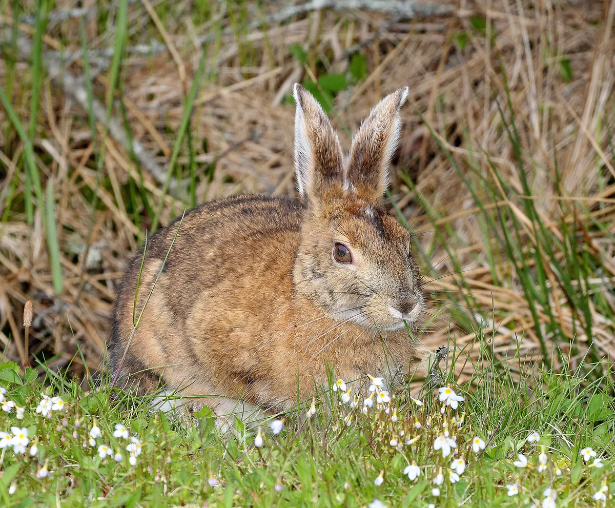 Lepus americanus