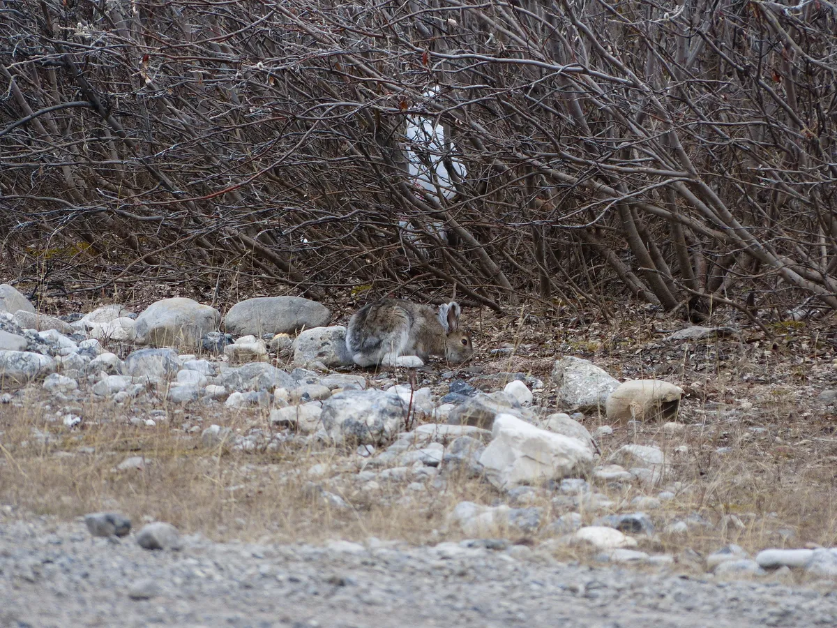 Snowshoe Hare