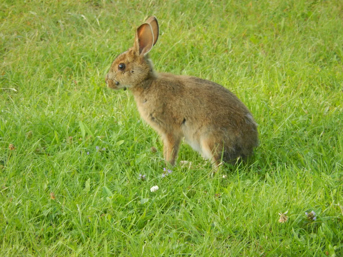Snowshoe Hare