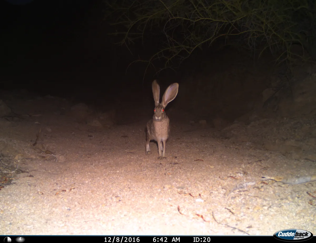 Lepus californicus