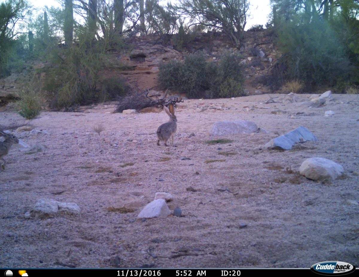 Liebre de Cola Negra