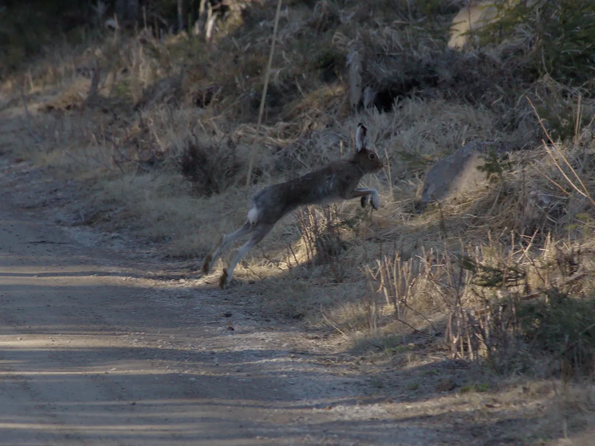 Mountain Hare