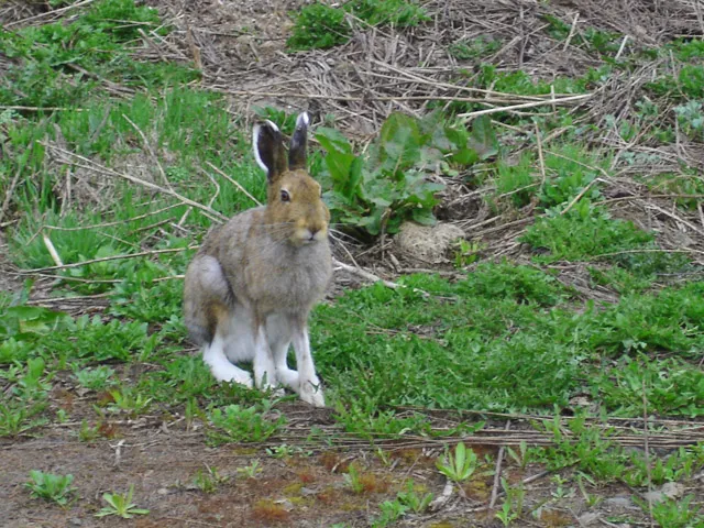 Mountain Hare