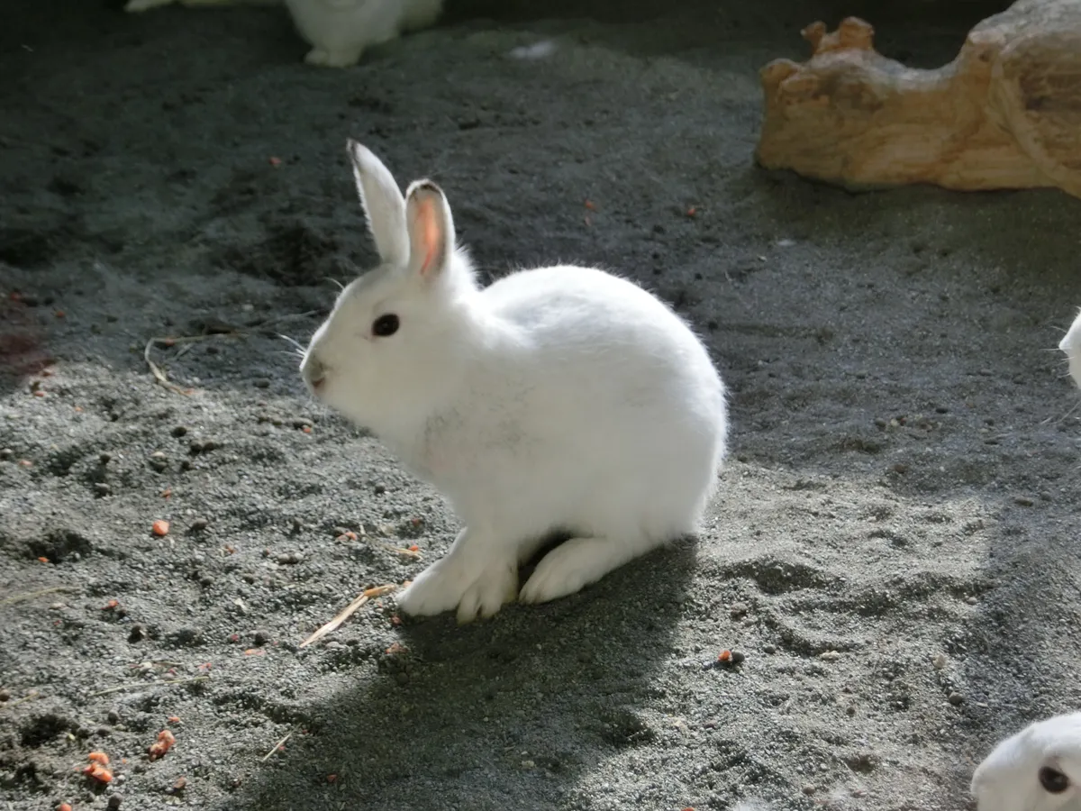 Mountain Hare