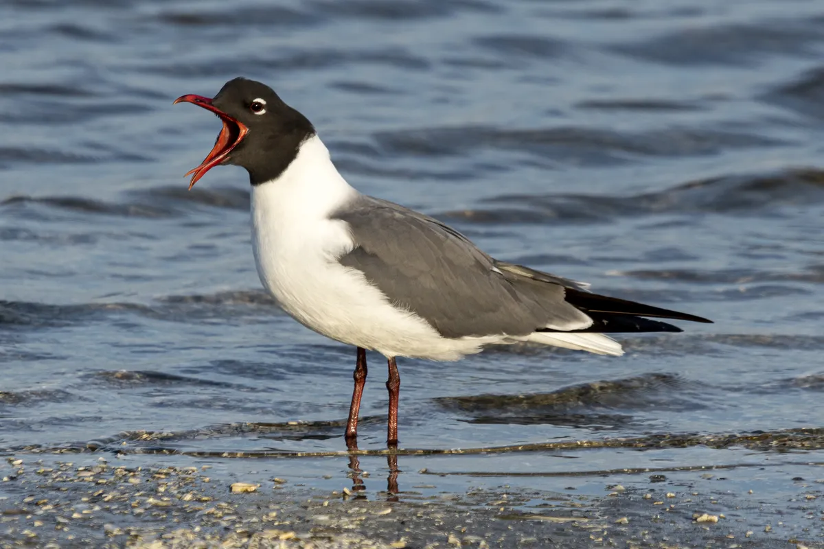 Gaviota Reidora