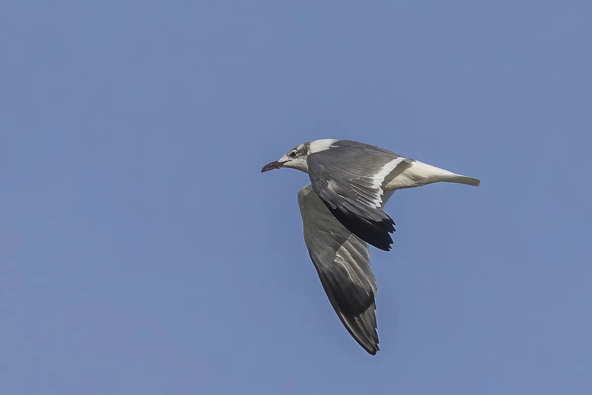 Gaviota Reidora