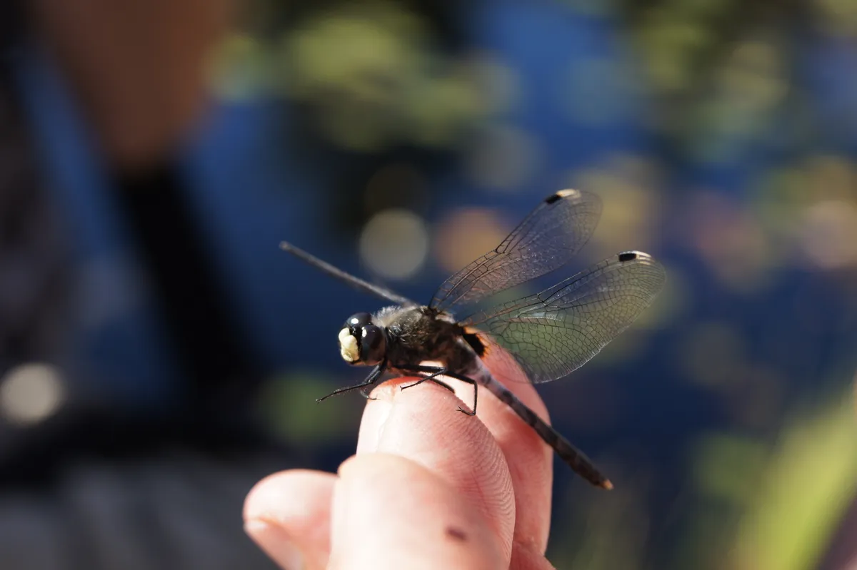 Leucorrhinia albifrons