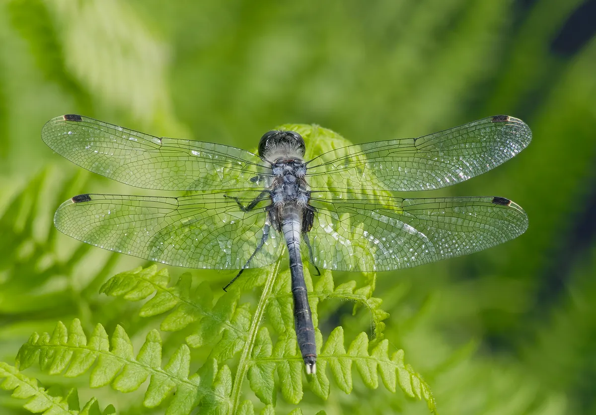 Libélula Cara Blanca Oscura