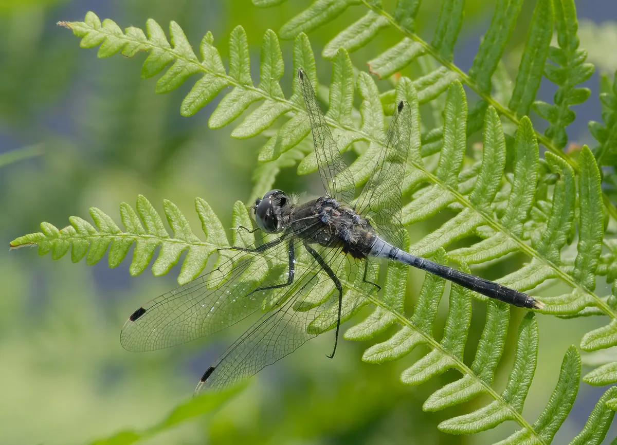 Libélula Cara Blanca Oscura